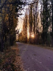 Fototapeta premium autumn in the forest