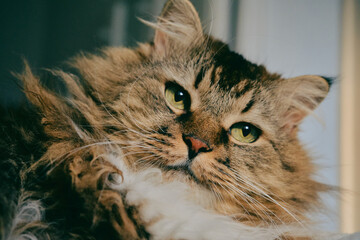 Portrait of a Norwegian forest cat on a light background.