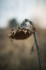 Single dead sunflower against gloomy skies