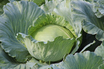 Obraz premium Background of big cabbages on the field. Ripe harvest from a farm in Lombok, Indonesia