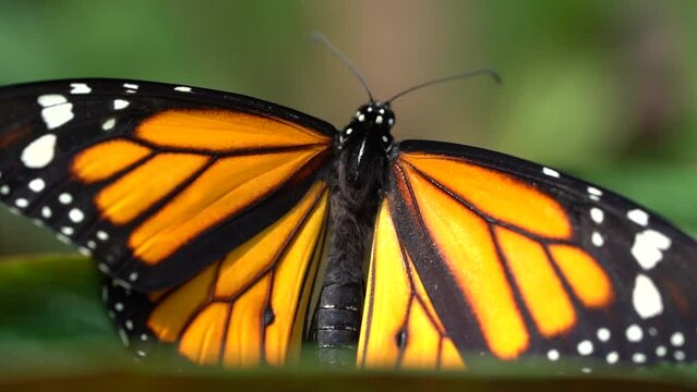 Beautiful Monarch Butterfly With Wide-Spread Wings Perching In Foliage