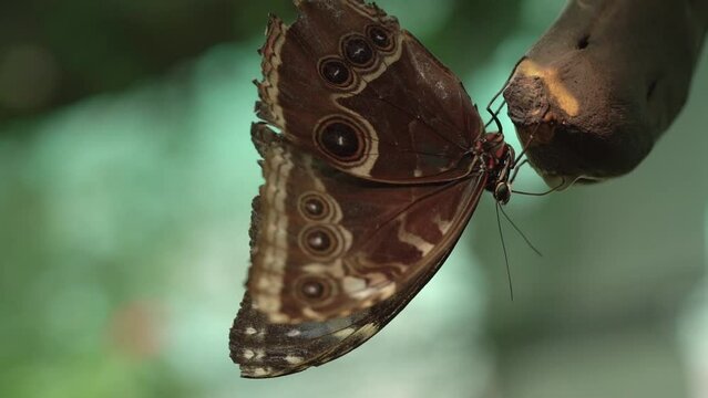 Close Up On Morpho (Morpho peleides) Butterfly Eating A Ripe Banana