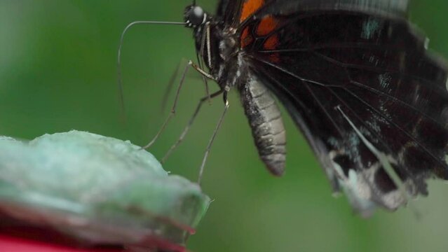 Great Mormon (Papilio Memnon) Feeding on A Butterfly Feeder - Macro