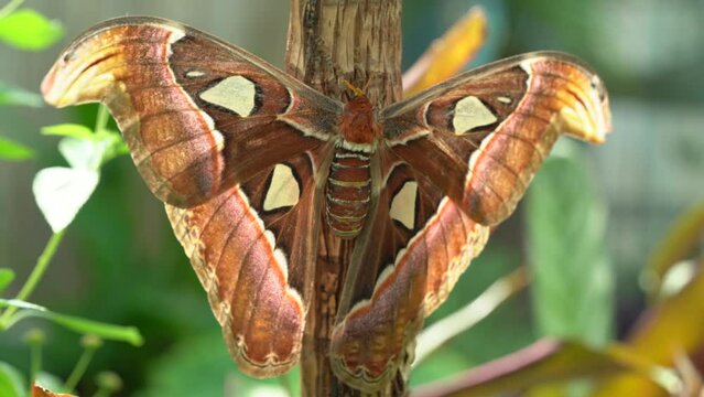 Atlas Moth Drying Wings On Tree Trunk. Newly Hatched Attacus Atlas