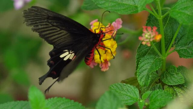 Pink-spotted Cattleheart Butterfly Feeds On Lantana Flower. close up