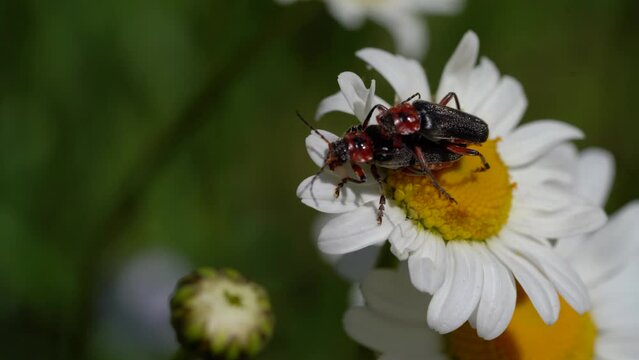 Cantharis Fusca Mating On Daisy Flower. - close up
