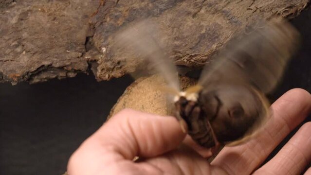 Largest European Moth Is Flying Away from A Human Hand - Close Up