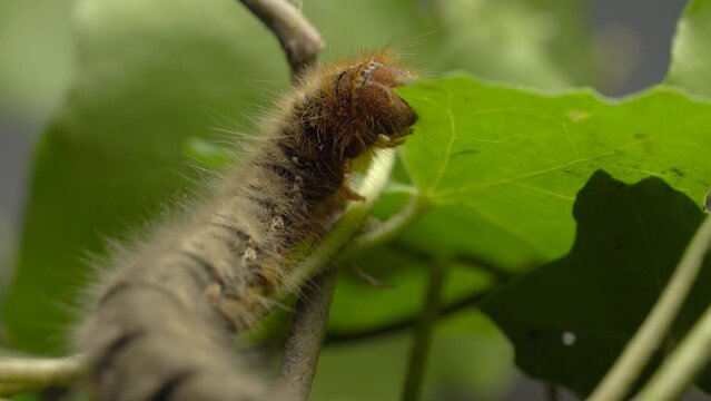 Macro Shot of Oak Eggar Caterpillar (Lasiocampa Quercus). Macro