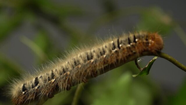 Macro Shot Of Oak Eggar Moth Caterpillar (Lasiocampa quercus) Crawling