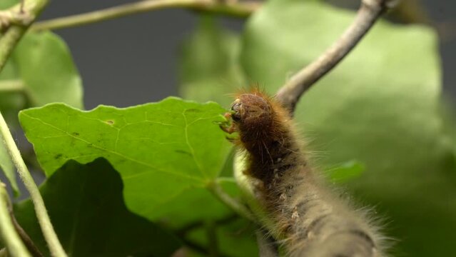 Oak Eggar (Lasiocampa Quercus) Caterpillar Crawling Eating a Leaf