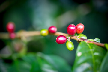 Coffee beans on trees. Organic coffee plantation garden. Green Arabica coffee sprouts are tropical...