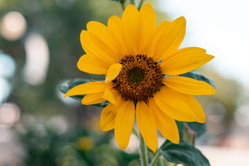 yellow flower in the garden with petals and bokeh