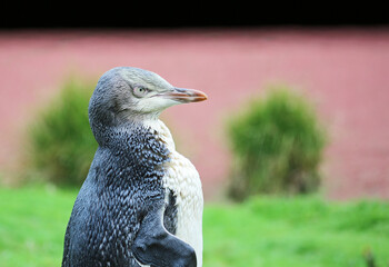 Penguin chick in right profile - Yellow eyed penguin - New Zealand
