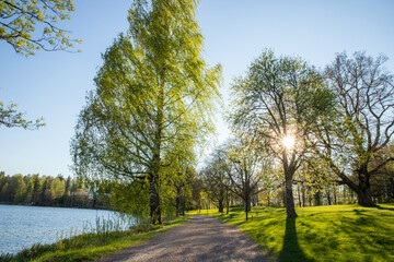 path between the trees in the park in spring