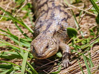 Blue Tongue Head