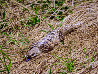 Blue Tongue In Weeds