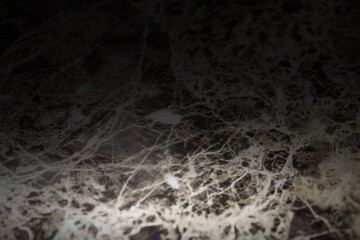 White spiderweb image on dark background