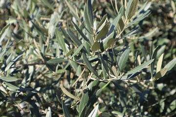 Olive tree (Olea europaea) without olives close up