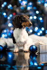  Dog dachshund; New Year's puppy; Christmas dog; christmas dachshunds; piebald