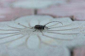 spider on the wall