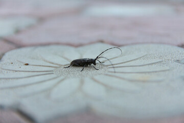 macro of a mosquito