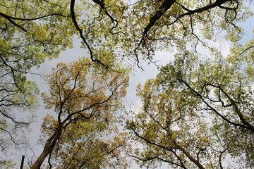 branches against blue sky