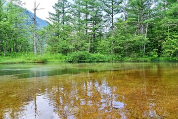 Obraz premium 新緑に包まれた田代池の情景＠上高地、長野