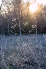 Obraz premium Flora and fauna in the snowy and clod Lobau, Austria, in winter, near Vienna