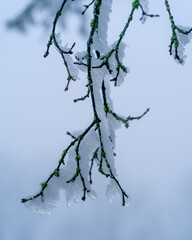 Frozen tree branch with green dots