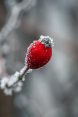 Frozen rosehip in red color