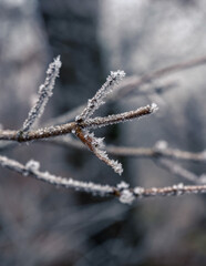 Frozen brown tree branches