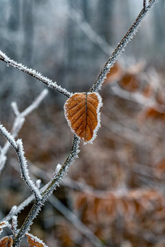 Frozen leaves in the winter