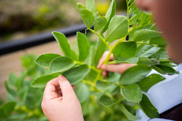 female farmer scientist researching plants and agricultural research