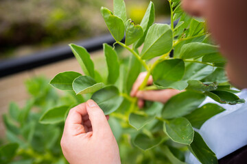 female farmer studing and growing plants