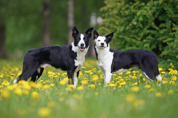 Two adorable black and white short-haired Border Collie dogs (male and female) posing together standing on a green grass with yellow dandelion flowers in summer