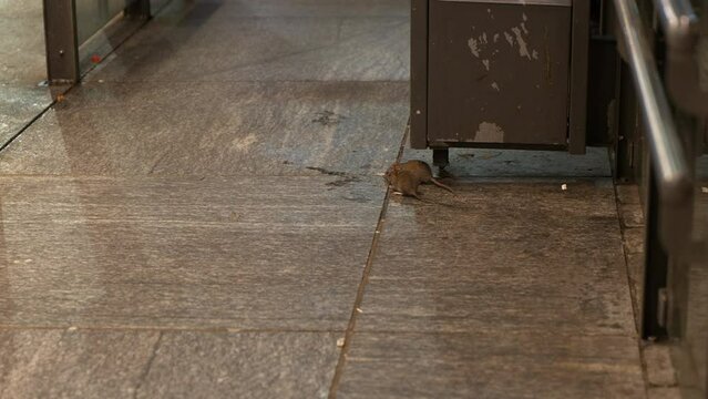 Static shot of rats eating dropped items from a garbage can in a bus shelter