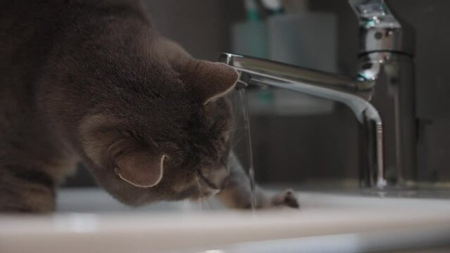 Grey cat playing with water and drinking from sink faucet tap (4k 30p Slow Motion)
