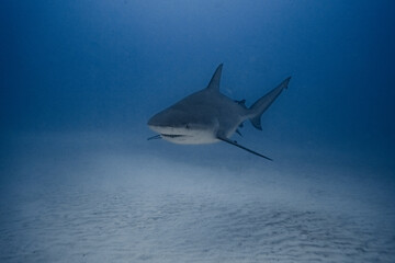 Bullshark swiming alone looking to hunting