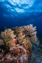Fototapeta na wymiar Yellow fish ash reef coral with blue ocean background like barrier coral