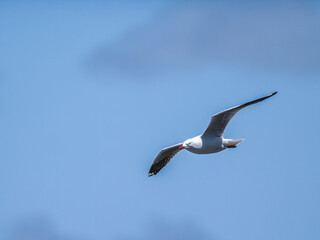 Gull Soaring