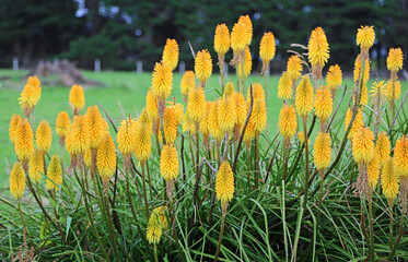 Bush of Kniphofia