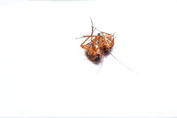 macro dirty cockroach crawling dead isolated on white background with copy space. Long insect...