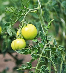 Green Tomatoes