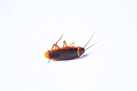 macro dirty cockroach crawling dead isolated on white background with copy space. Long insect antenna from roach head.