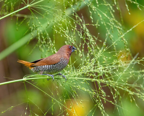 Scaly-breasted munia