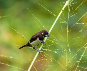 White-rumped munia
