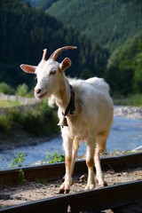 Goat in the nature, near a river
