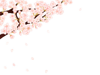 Obraz na płótnie Canvas 桜の花びらが散る春の白背景フレーム