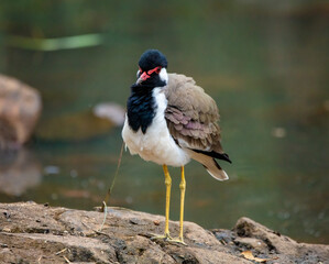 Red-wattled lapwing