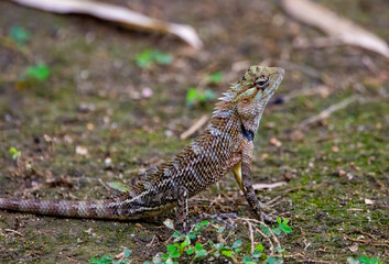 Oriental garden lizard